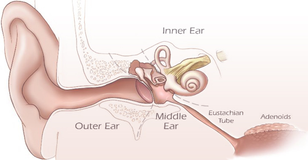 Middle ear ventilating tubes - grommets